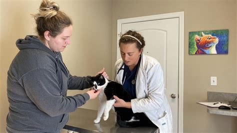 Fayette veterinary hospital - Fayette Veterinary Hospital, Fayette City, Pennsylvania. 539 likes · 263 were here. Our mission is to provide high quality medicine and compassionate...